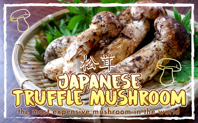 Most expensive mushroom in the world plus 60 Off Autumn Sushi Omakase